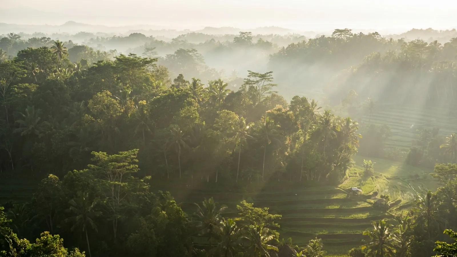 Serene natural landscape with soft light, evoking peace and introspection